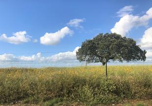 Alentejo – unberührte Natur und ein Dorf voller Tradition