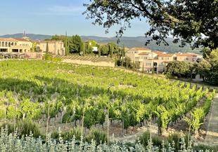 Provence – Lavendelduft und Zikadenklänge bei einem guten Wein